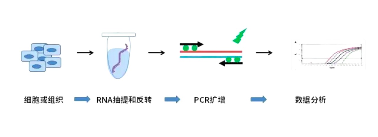 熒光定量PCR實(shí)驗過程