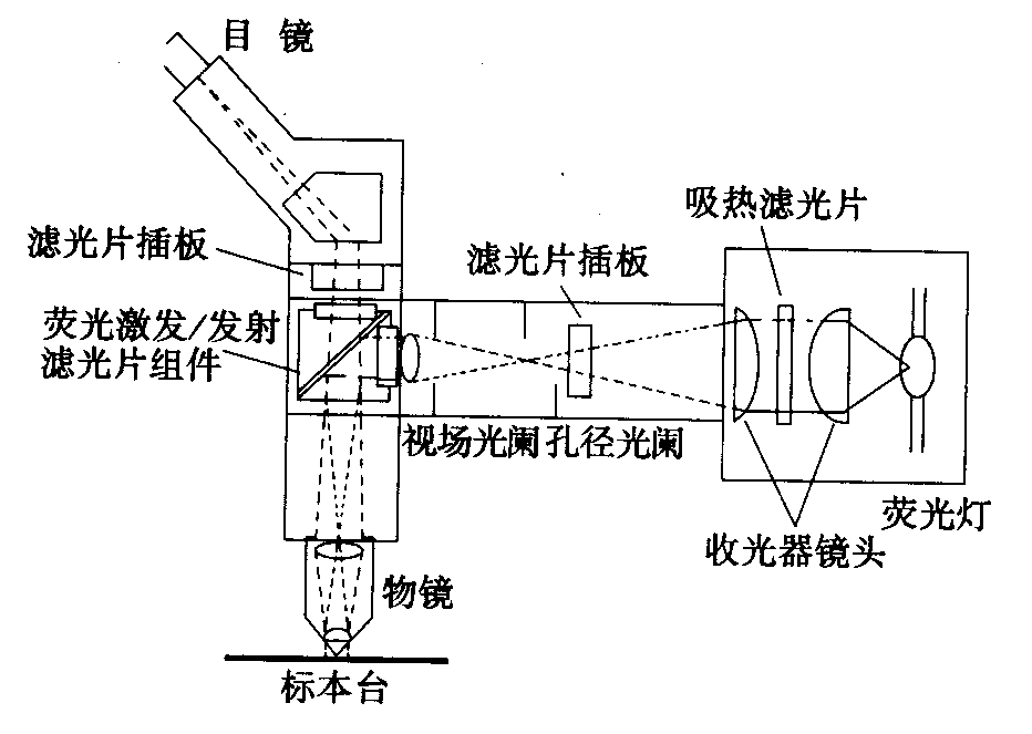 濾光片 熒光顯微鏡原理圖,激發濾板和壓制濾色系統