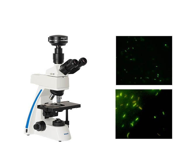 熒光顯微鏡光學鏡片分析 熒光顯微鏡光學鏡片分析