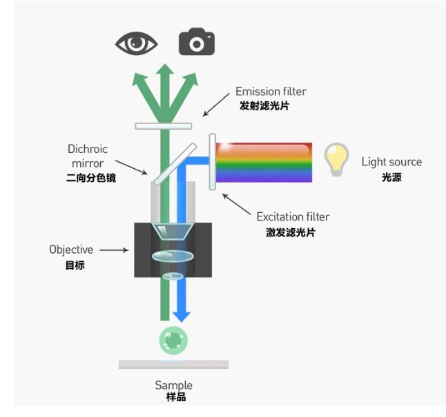熒光顯微鏡分析圖 熒光顯微鏡分析圖