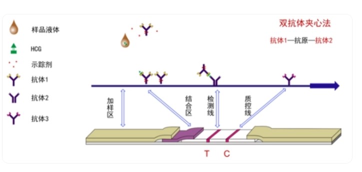 熒光免疫層析原理 熒光免疫層析原理