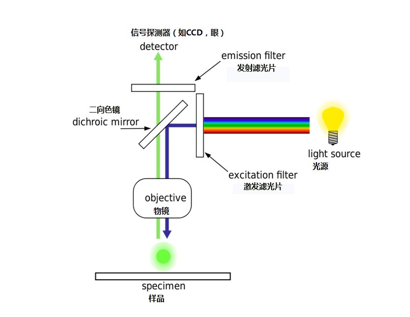 熒光顯微鏡原理 熒光顯微鏡原理