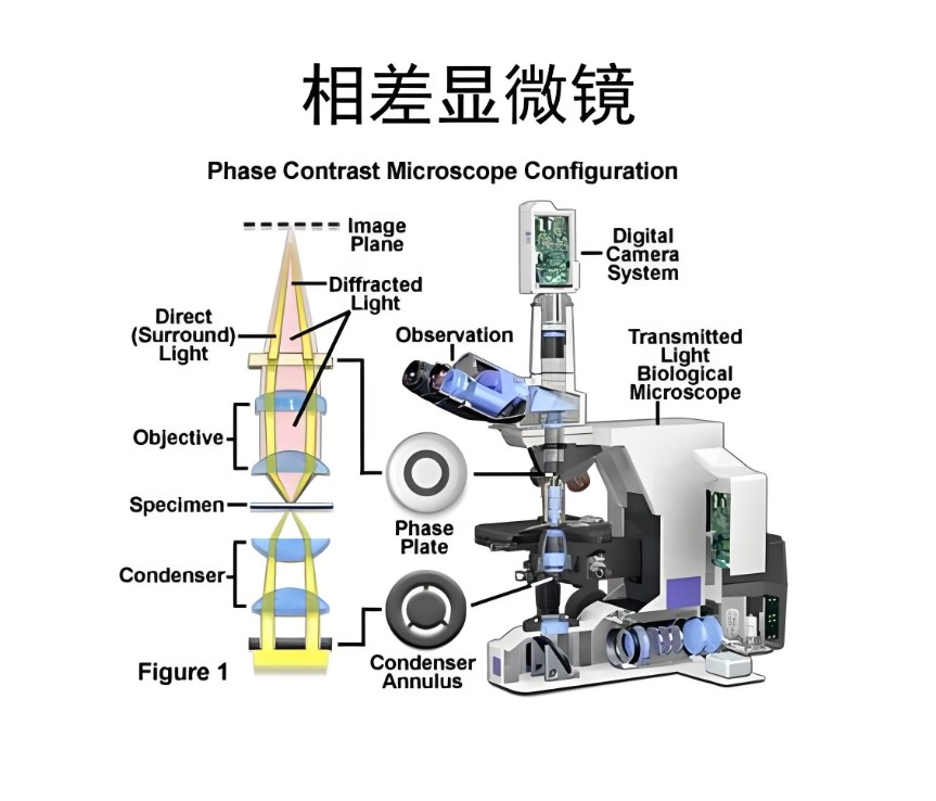 濾光片 相差顯微鏡的結構