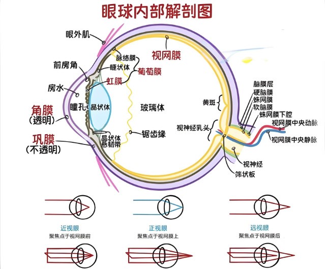 視網(wǎng)膜眼科中不同波長濾光片的應(yīng)用 視網(wǎng)膜眼科中不同波長濾光片的應(yīng)用