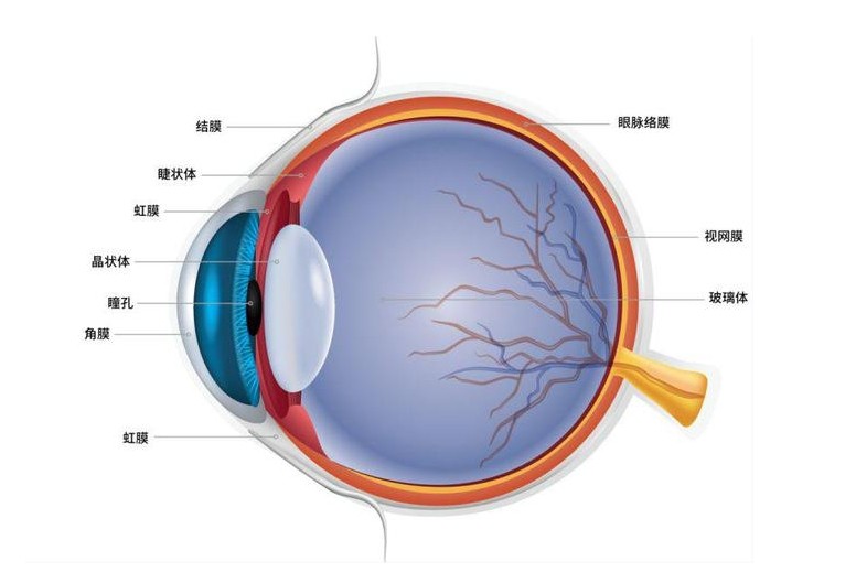 眼睛結(jié)構(gòu)圖 眼睛結(jié)構(gòu)圖